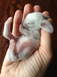 My Cousin S Rabbit Just Had 8 Little Bunnies Thought I D Share A Picture Of One With You Guys Imgur Cute Animals Cute Baby Animals Baby Bunnies