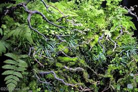 2016 Aga Aquascaping Contest 560 Aquascape Plants Vivarium