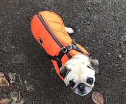 Our Customer Olive In Her Puppia Orange Mountaineer Coat From Us At Www Ilovepugs Co Uk Post Worldwide Puppia Pug Love Pugs