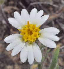 Image result for Asystasia glandulosa