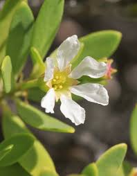 Image result for Pemphis