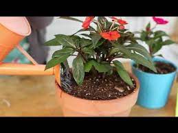 With your impatiens being indoors, you probably won't have many issues with disease or pests, but it's always a good idea to inspect the leaves and roots every since your impatiens are indoors in pots with drainage holes, put a saucer underneath the container to keep water from damaging hard surfaces. How To Keep Impatiens Alive Indoors Through The Winter Indoor Planting Youtube