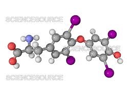 Image result for Thyroxine