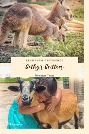 A one of a kind petting zoo is available to the local dallas (dfw) fort worth regional area, including the below texas cities and towns. Cathy S Critters Is Where You Can Pet A Kangaroo In North Texas Metroplex Social