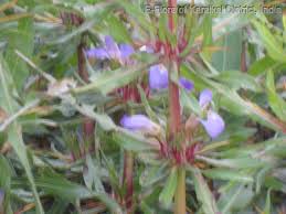 Image result for Hygrophila schulli