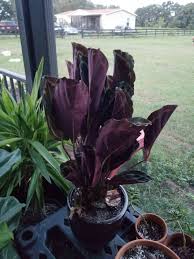 What's the best way to make you stand up straight? My Calathea S Leaves Are Always Pointing Straight Up And I Have No Idea What I Am Doing Wrong Any Help Would Be Appreciated Zone 9a Plantclinic