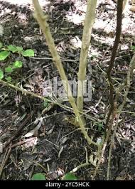 Image result for Canthium inerme