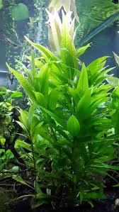Tutun Bitkisi Hygrophila Corymbosa Siamensis Kolay Akvaryum Bitkisi