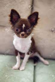 Brown And White Chihuahua Puppy Stock Photo Picture And Royalty Free Image Image 131886514