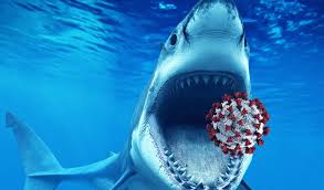 02.03.2012 minnesota wild vs detroit red wings. Squalene And Covid 19 Vaccine Will It Endanger Millions Of Sharks