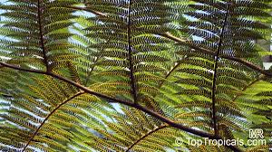 Image result for Cyathea