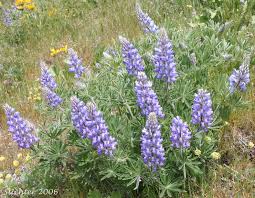 Image result for Cyperus latifolius