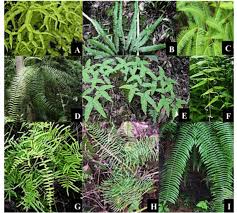 Image result for Gleicheniaceae