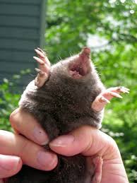 The trap areas will be marked and checked regularly. Apprehended Cute Animals Mole Animals And Pets