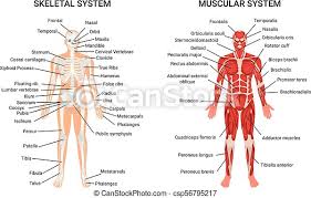 Muscular system anatomy:muscles of the anterior abdominal wall torso model description. Anatomy Posters Muscle Charts Cancar