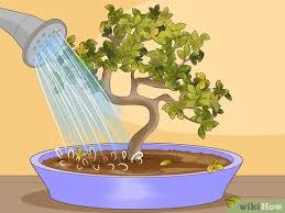 Bonsai are just normal trees that are trimmed to remain physically small. Simple Ways To Revive A Bonsai Tree 13 Steps With Pictures