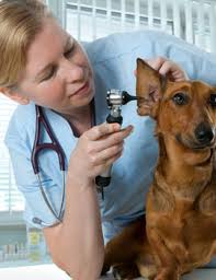 Advanced veterinary care of san elijo is your local veterinarian in san marcos serving all of your needs. Welcome To Elc Veterinary Clinic Elc Veterinary Clinic Specializes In The Care Of Dogs Cats And Pocket Pets Including Rabbits Owned And Operated By Dr Hardeep Bhakhri Elc Has Served The