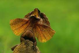 frilled lizard universal images group getty images unusual animals animals animals beautiful