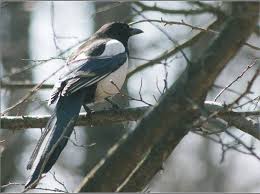 ой блины блины блины вы блиночки мои буренка даша Konspekt Nod V Starshej Gruppe Na Temu