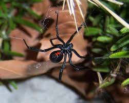 The toxin of the female black widow spider is multiple times as not at all dangerous, but definitely a lot more painful than anything a butterfly can do. U S Poisonous Spiders Black Widow Brown Recluse Hobo Dengarden
