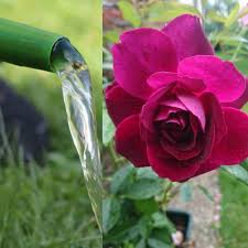 Department of agriculture plant hardiness zones 3 and above. How Often To Water Roses After Planting Definitive Guide Gardener Report