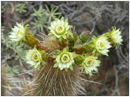 This blue cactus might make it. New Records Of Naturalised And Invasive Cacti Cactaceae From Gran Canaria And Tenerife Canary Islands Spain
