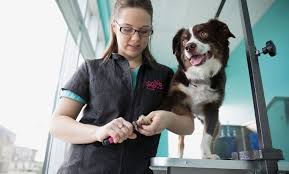 Our experienced staff will give them world class treatment that they. Full Pet Grooming Service Euphoria Pet Spa Groupon