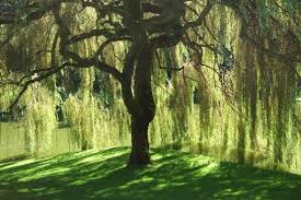 I Ve Always Loved Weeping Willow Trees They Don T Do So Well In Arizona Schatten Spendende Baume Weidenbaum Trauerweide