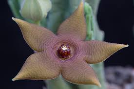 Image result for Monanthotaxis buchananii