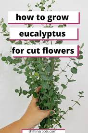 Tent the cuttings with a clear plastic bag. How To Grow Eucalyptus For Cut Flowers Even In A Short Growing Season Shifting Roots