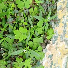 Image result for Oldenlandia rupicola