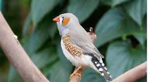 hint bulbulu petburada