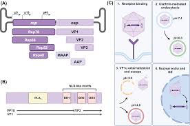 Image result for Blue 1999 AAV