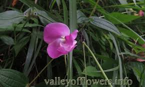 Image result for Vigna vexillata