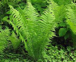 Garden Ferns