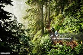 5,265 Misty Washington Stock Photos, High-Res Pictures, and Images