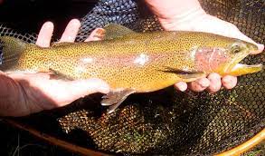 Hat Creek Trout Is That An Amazing Looking Rainbow Or What Steelhead Flies Salmon Fishing Steelhead