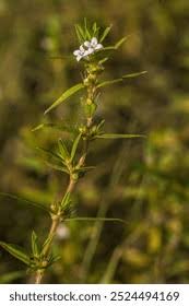 Image result for Diodia flavescens