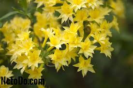 Il tronco è simile ma color perla come i fiori. 10 Migliori Arbusti Con Fiori Gialli 2021 Altro Nc To Do