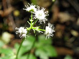 Image result for Sanicula elata