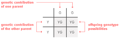 basic principles of genetics probability of inheritance