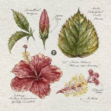 Image result for Hibiscus calyphyllus