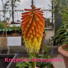 Image result for Kniphofia thomsonii