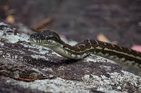 Slithery Snake Part 2 Snakesofinstagram Australianpythons Instagram Instagram Posts Instagram Images