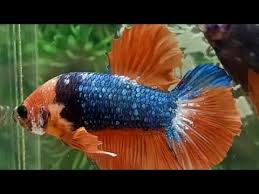 Ikan cupang termahal dan tercantik di dunia! Download Harga Ikan Cupang Avatar 2020 Background