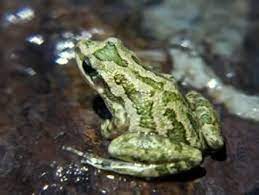 Good Info On How To Build A Frog Pond Koi Fish Pond Fish Ponds Pond Habitat