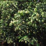 Image result for Dactyladenia