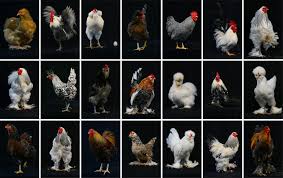 Page 1 of 2 1 2 next > mar 23, 2021 #1. Why Did The Chicken Cross The Road Middle East Monitor