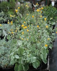 Image result for Abutilon grantii