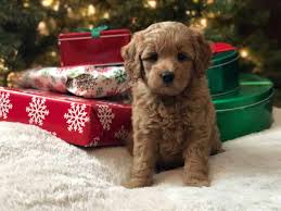 Learn more about goldendoodle acres in wisconsin. How To Care For Your Puppy Care For Goldendoodle Goldendoodle Labradoodle Mini Labradoodle F1b Mini Labradoodle Designer Mini Labradoodle Dog Mini Labradoodle Puppies Mini